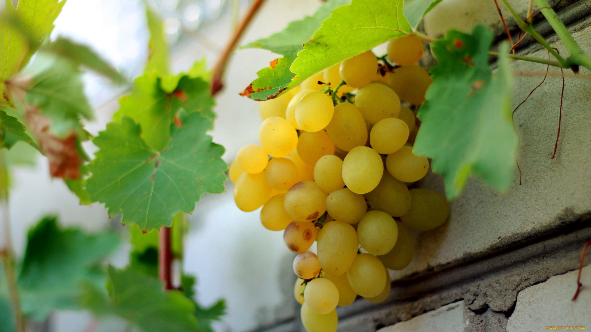 природа, Ягоды, , виноград, гроздь