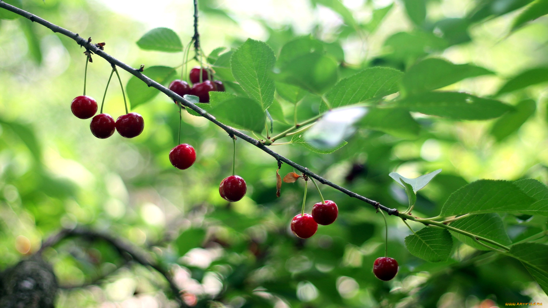 природа, Ягоды, вишня