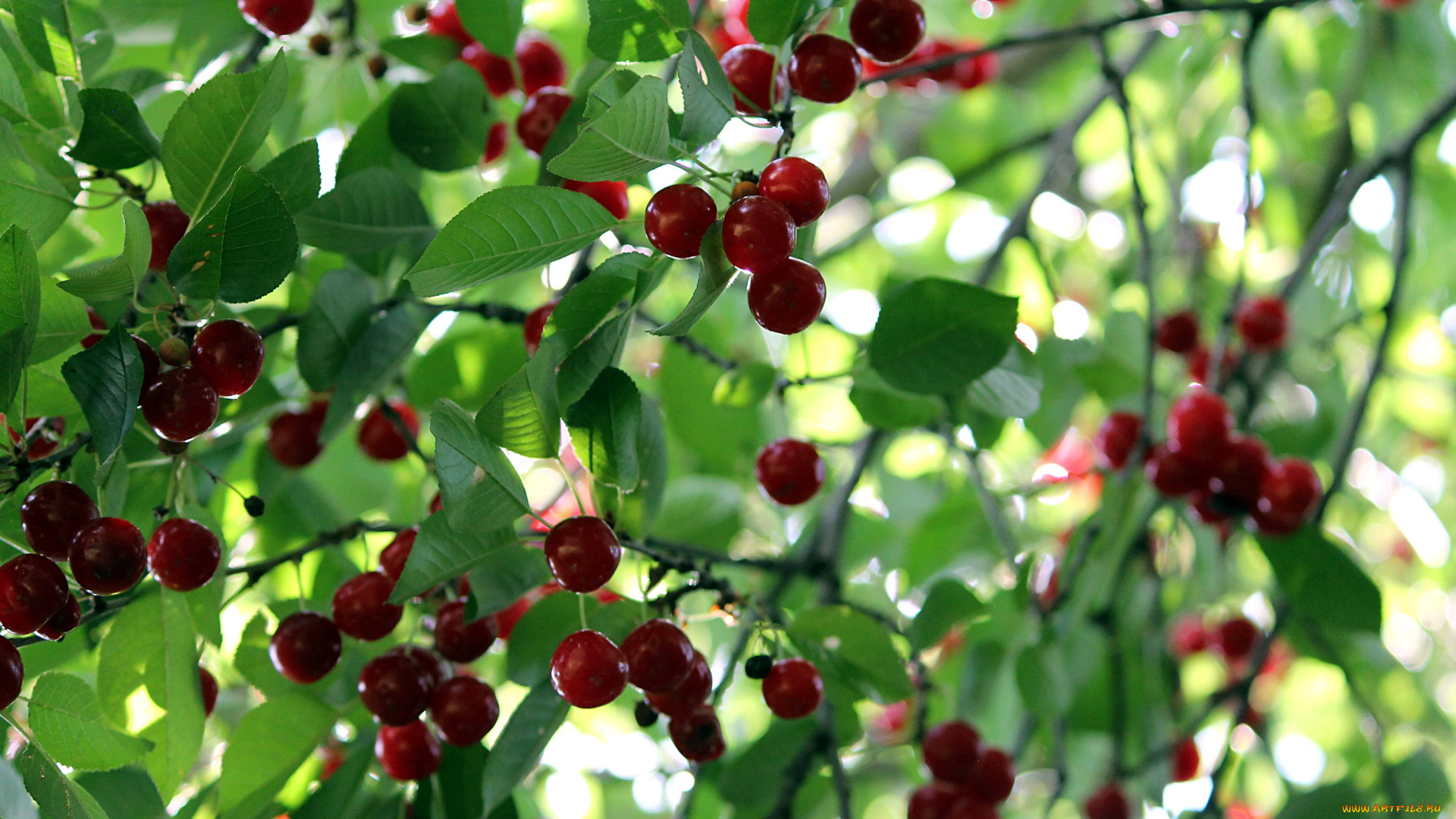 природа, Ягоды, вишня