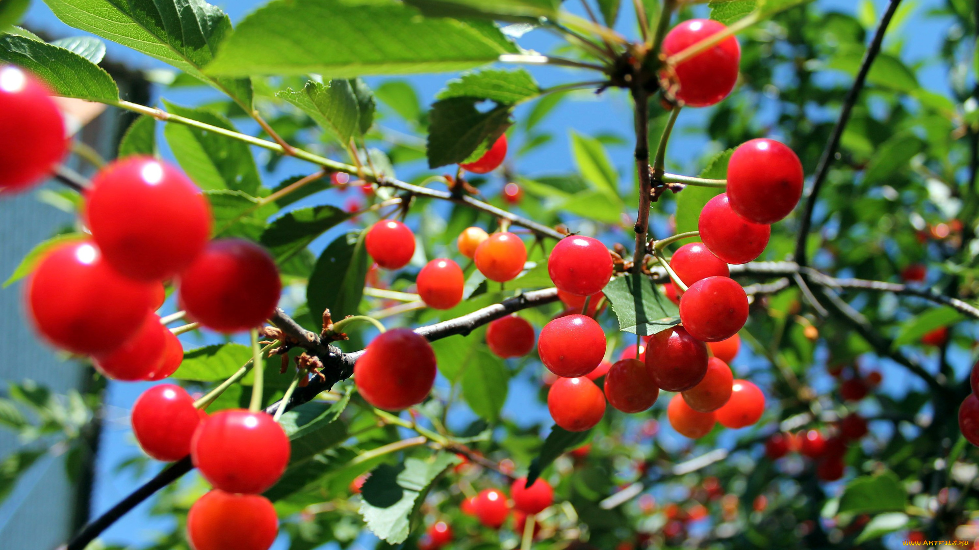 природа, Ягоды, вишня