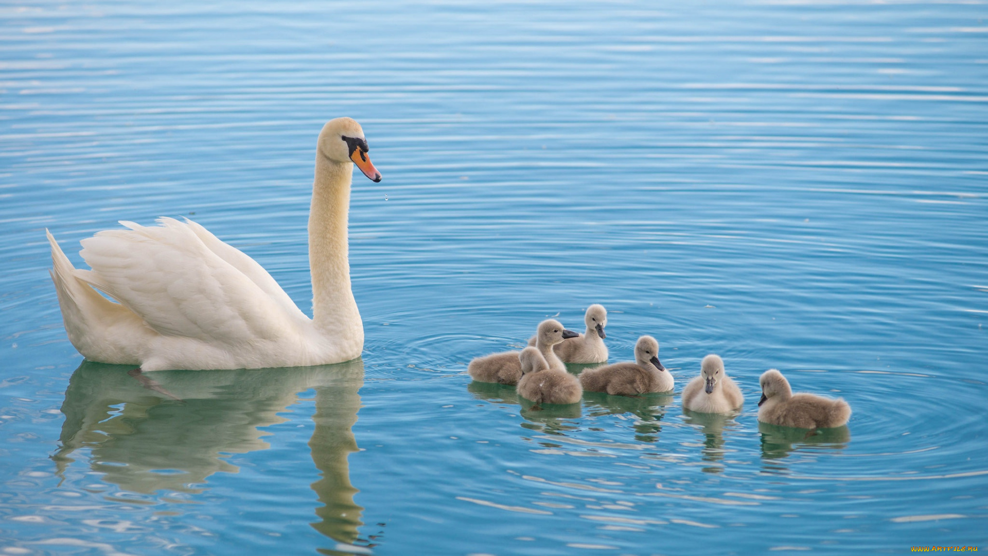 животные, лебеди, малыши, лебедь, семья