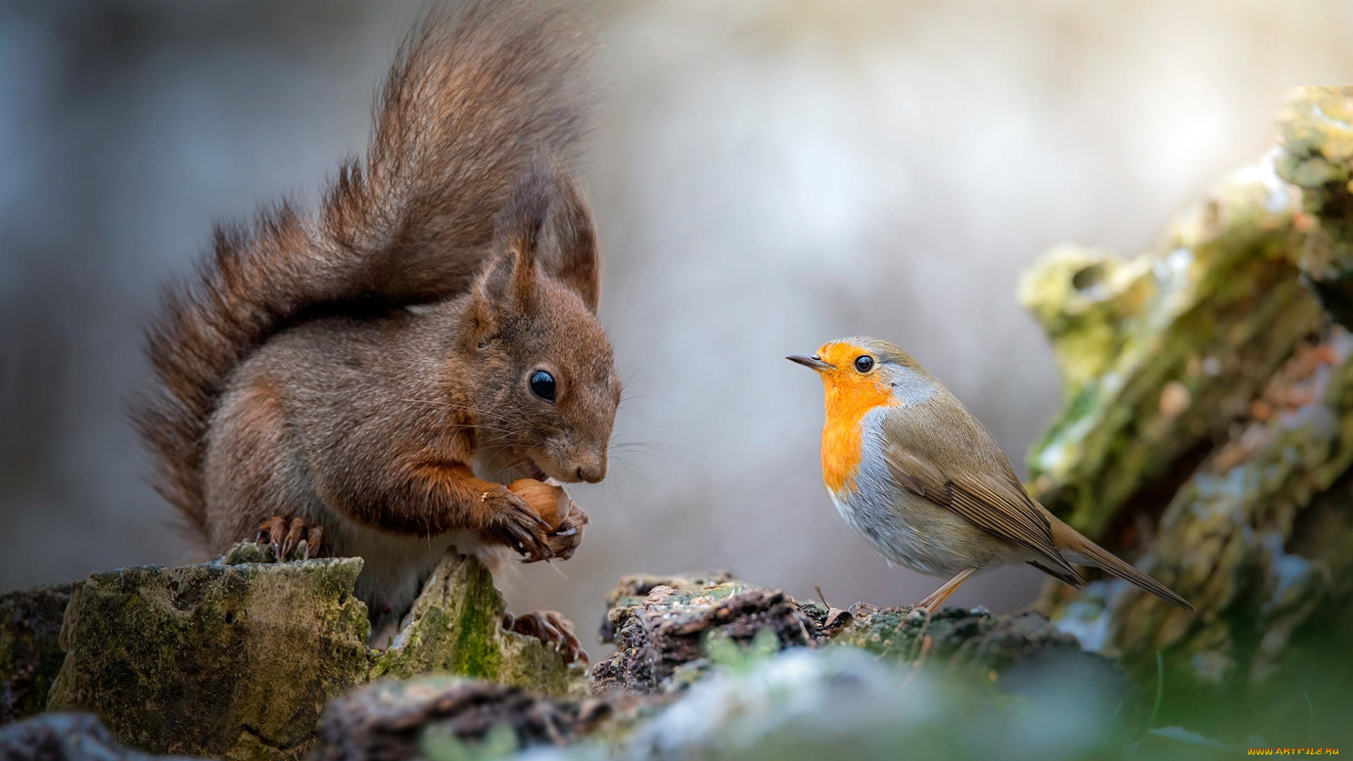 животные, разные, вместе, белка, друзья, грызун, природа, пень, птица, общение, птичка, орех, дружба, фон, белочка, зарянка