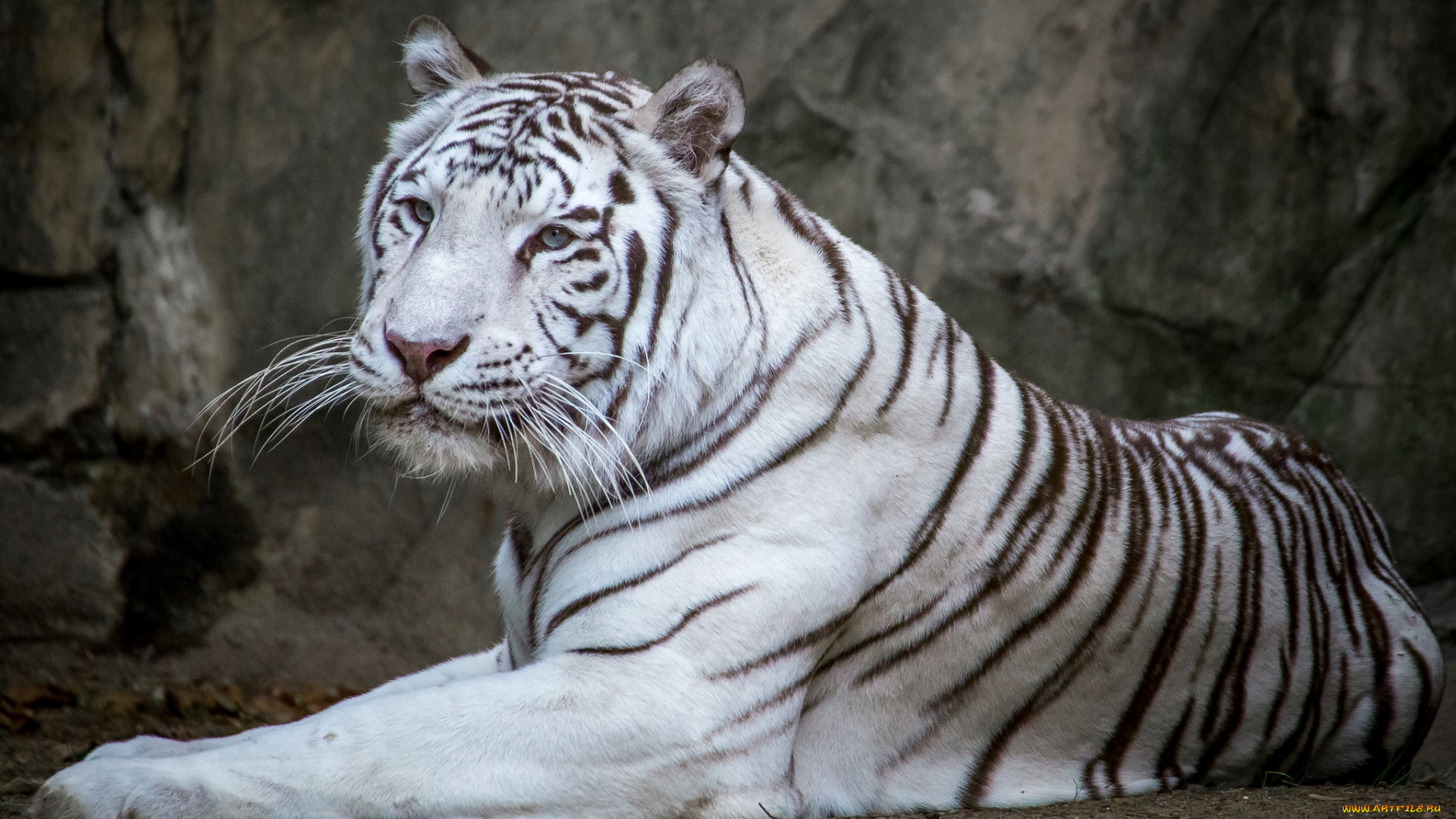 животные, тигры, красавец, белый, тигр