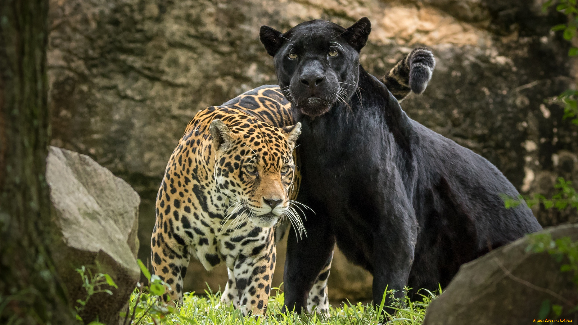 животные, Ягуары, пара, ягуар, хищник, пантера