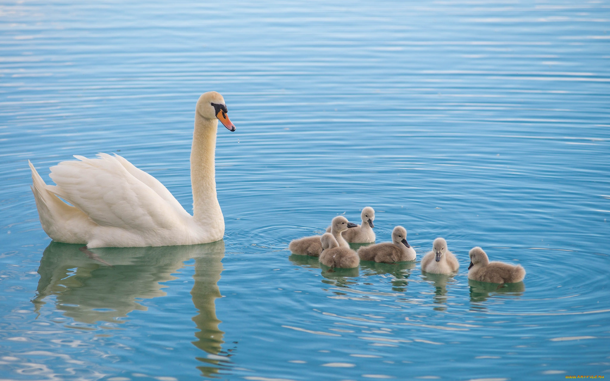 животные, лебеди, малыши, лебедь, семья