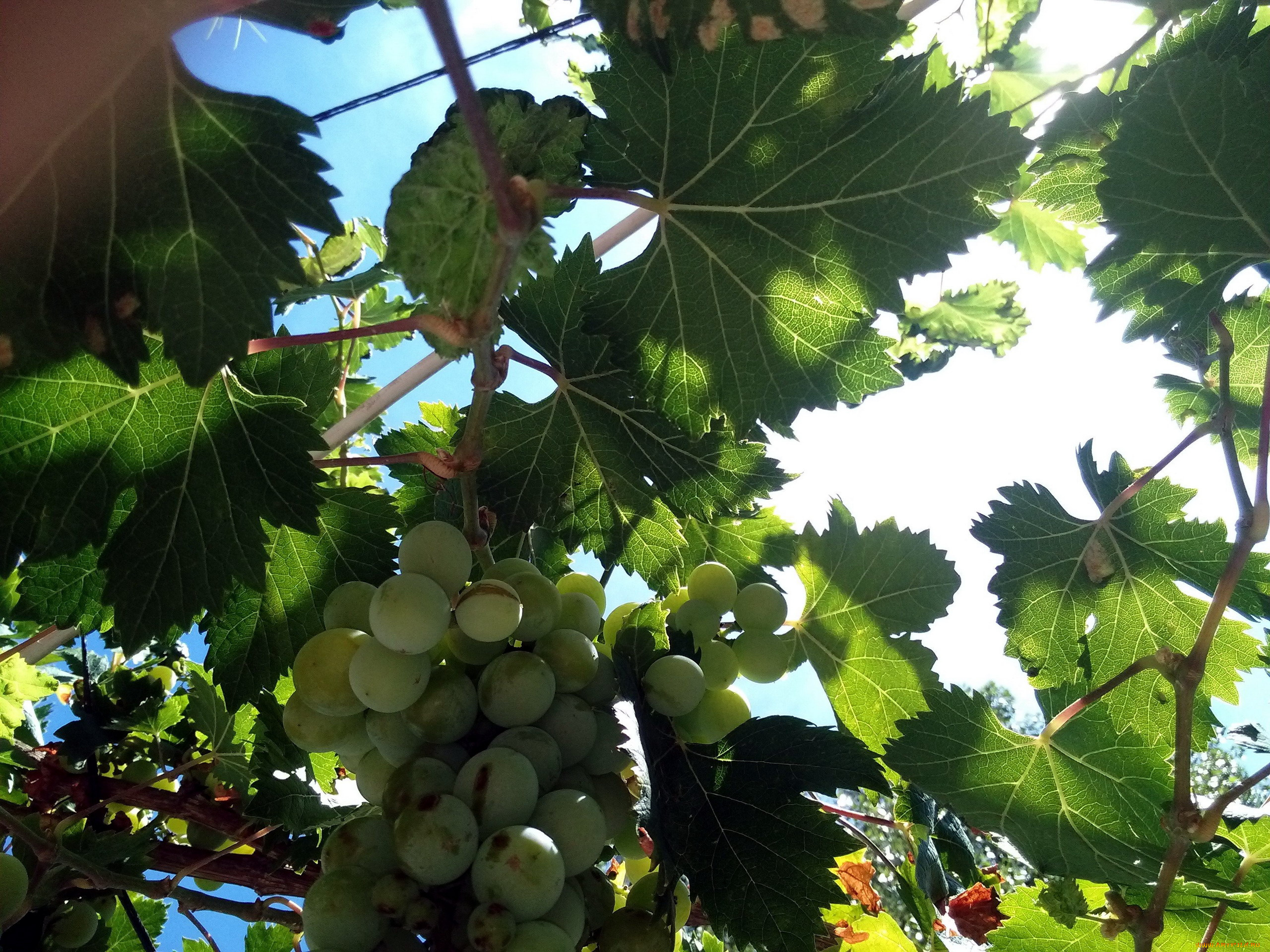 природа, Ягоды, , виноград, гроздь