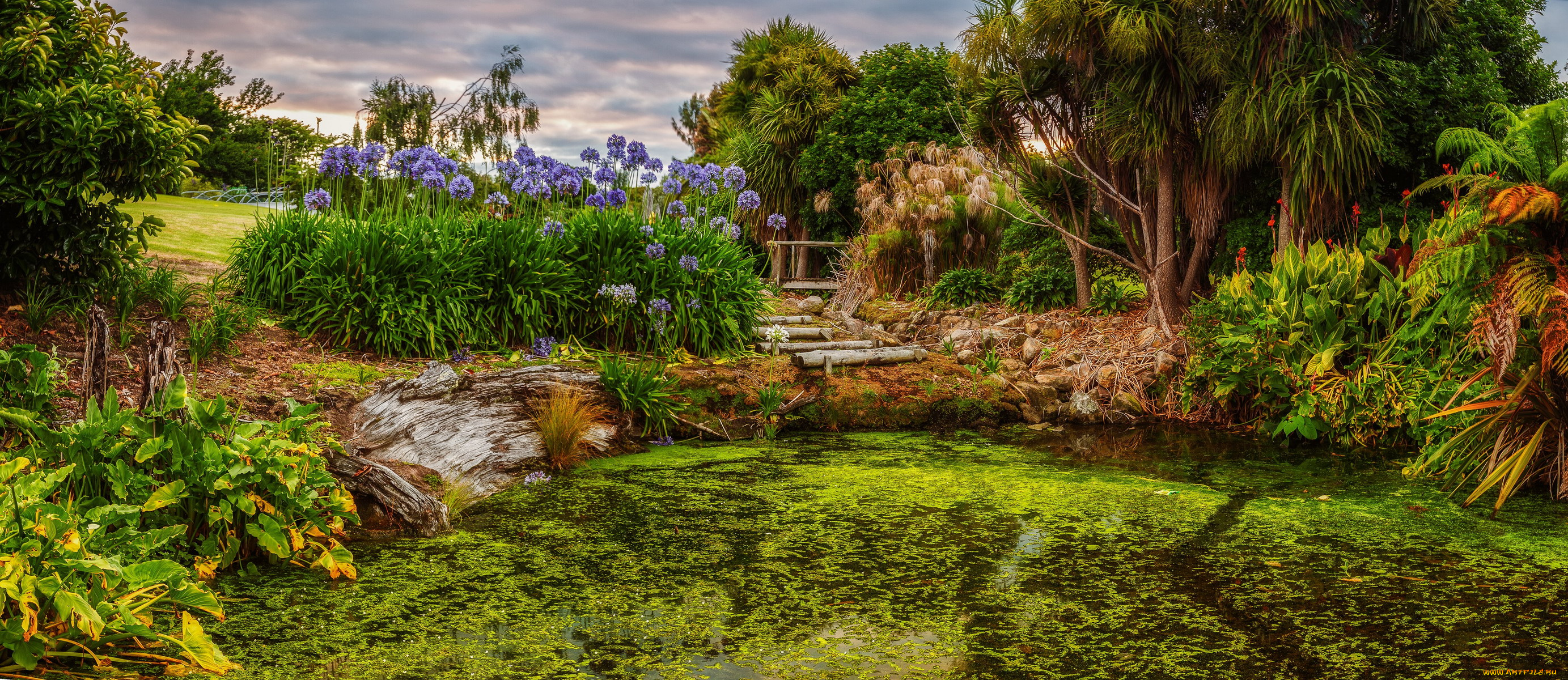 природа, парк, пруд