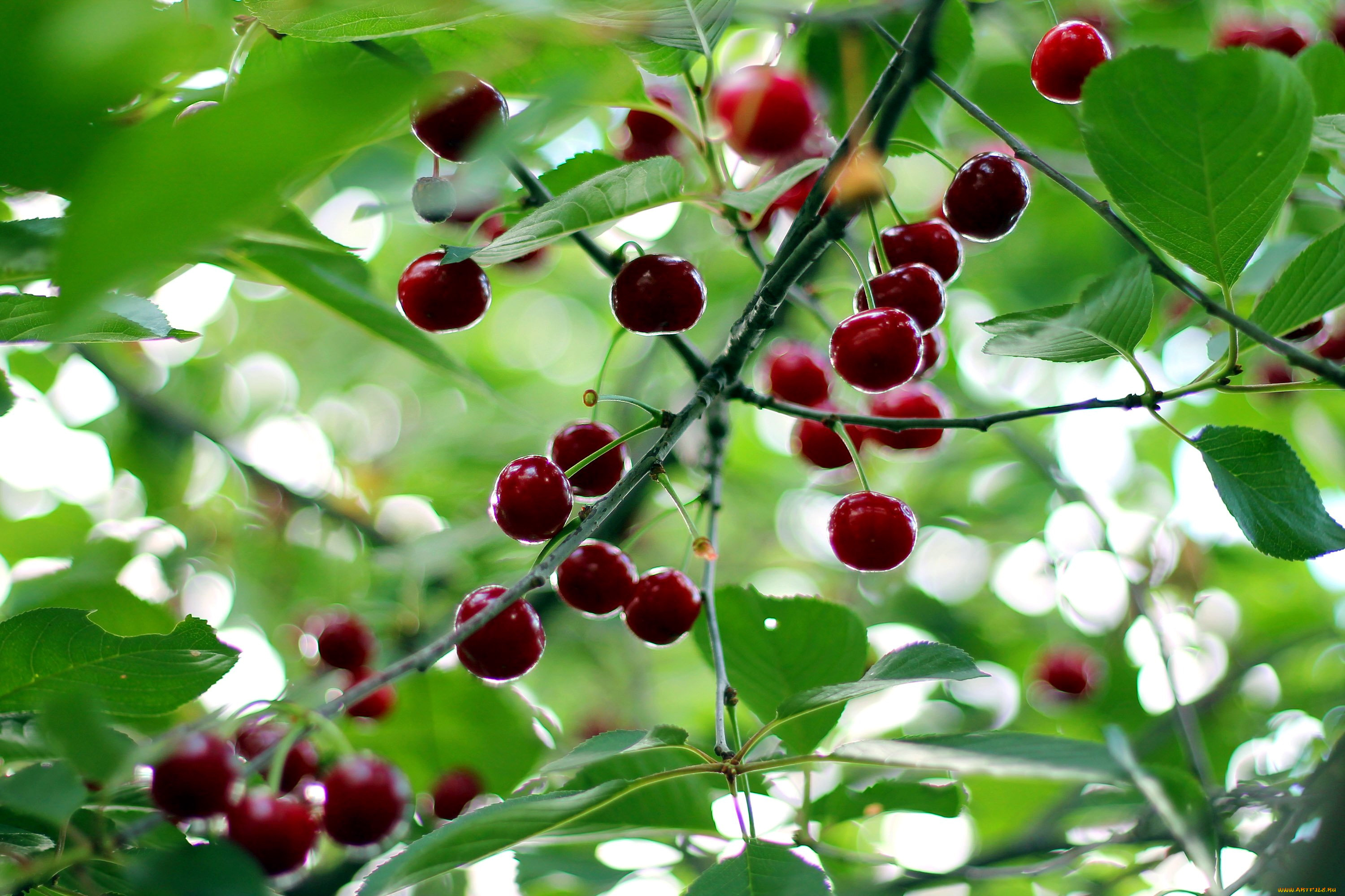 природа, Ягоды, вишня
