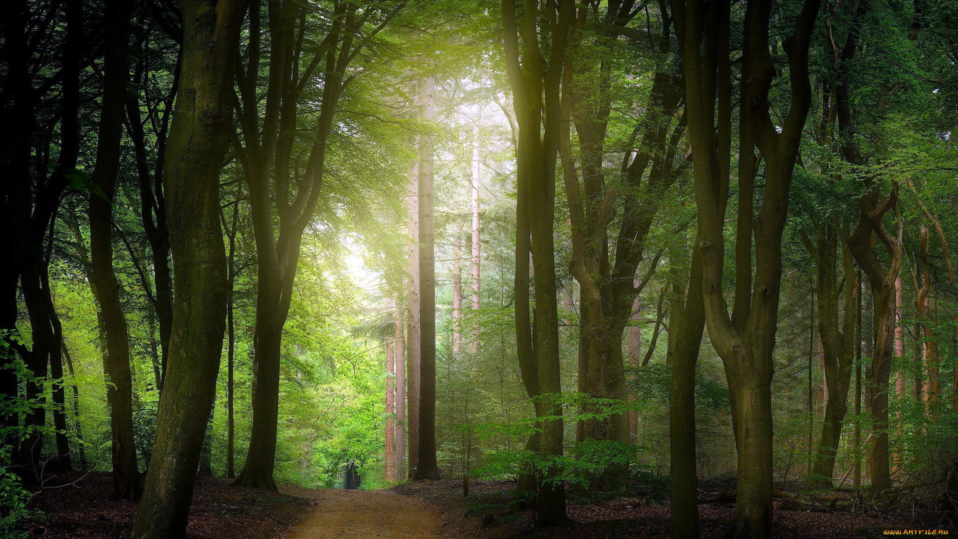 природа, лес, сосны