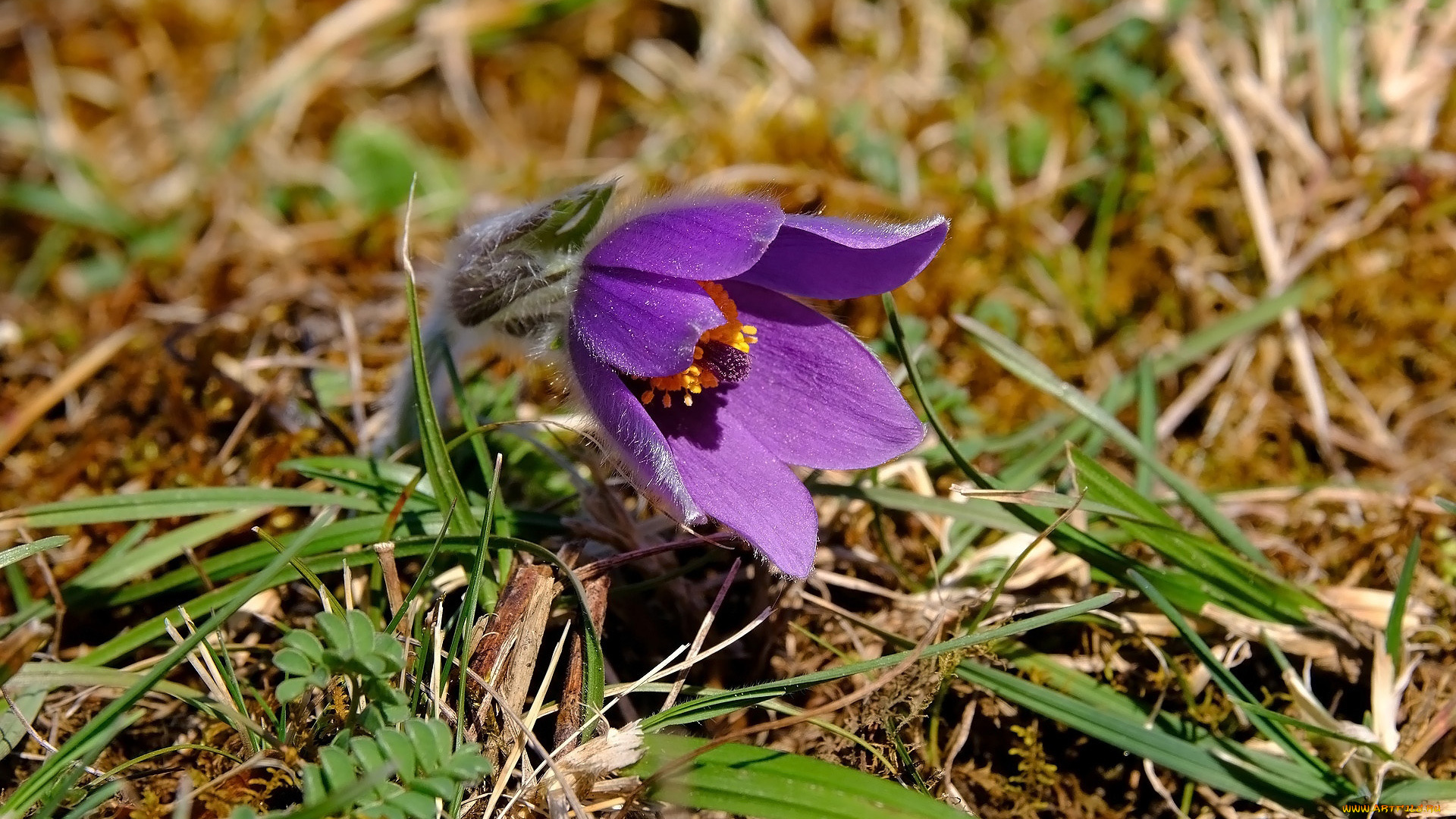 цветы, анемоны, , сон-трава, сон-трава