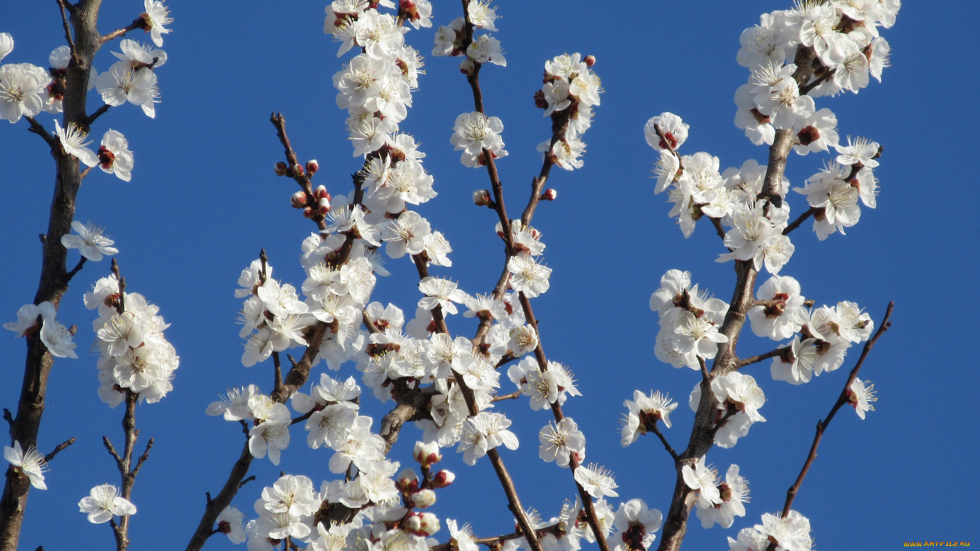 цветы, цветущие, деревья, , , кустарники, абрикос