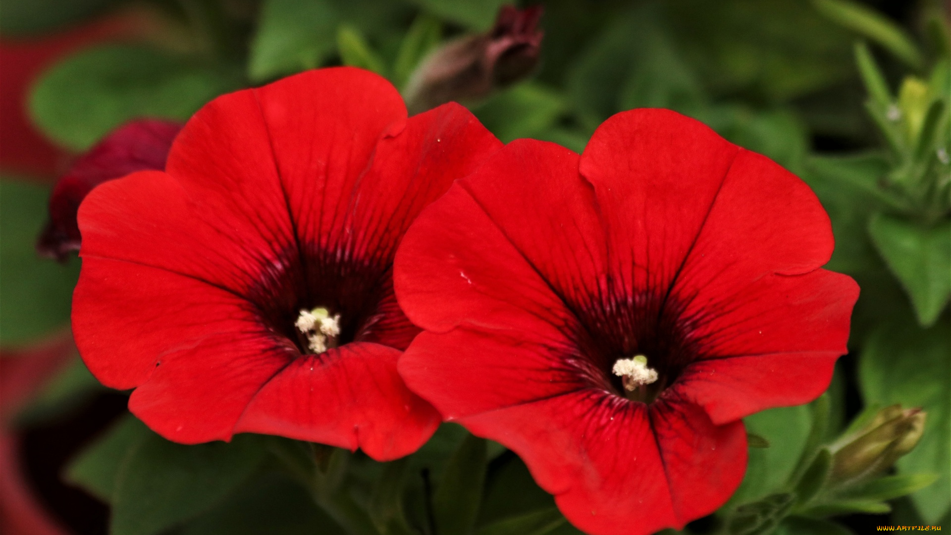 цветы, петунии, , калибрахоа, алые, дуэт