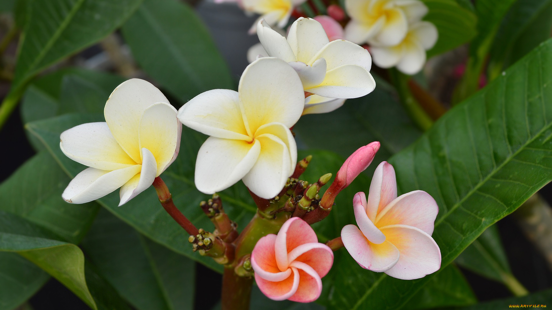 цветы, плюмерия, белая, бутоны