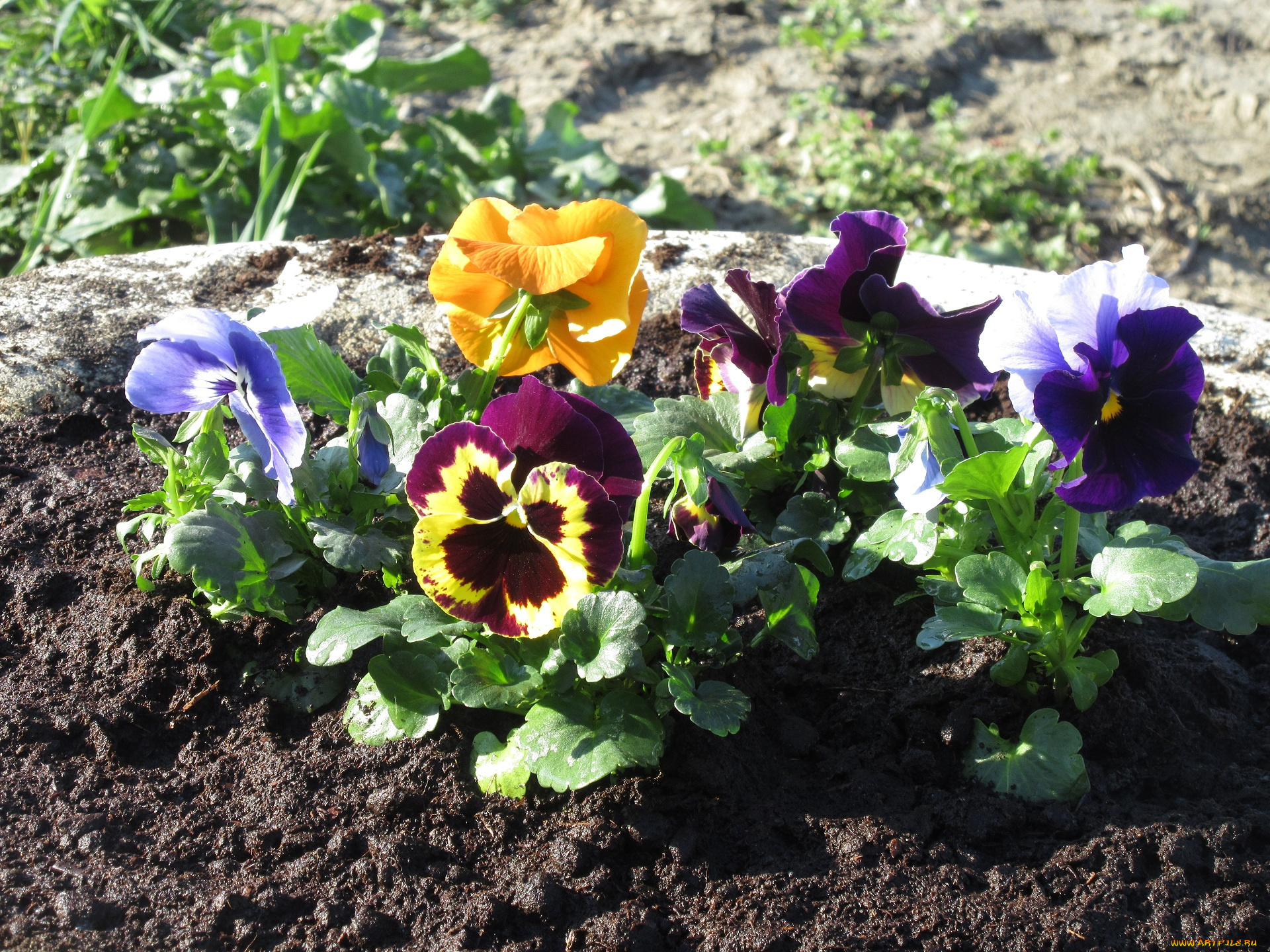 цветы, анютины, глазки, , садовые, фиалки, анютины, глазки