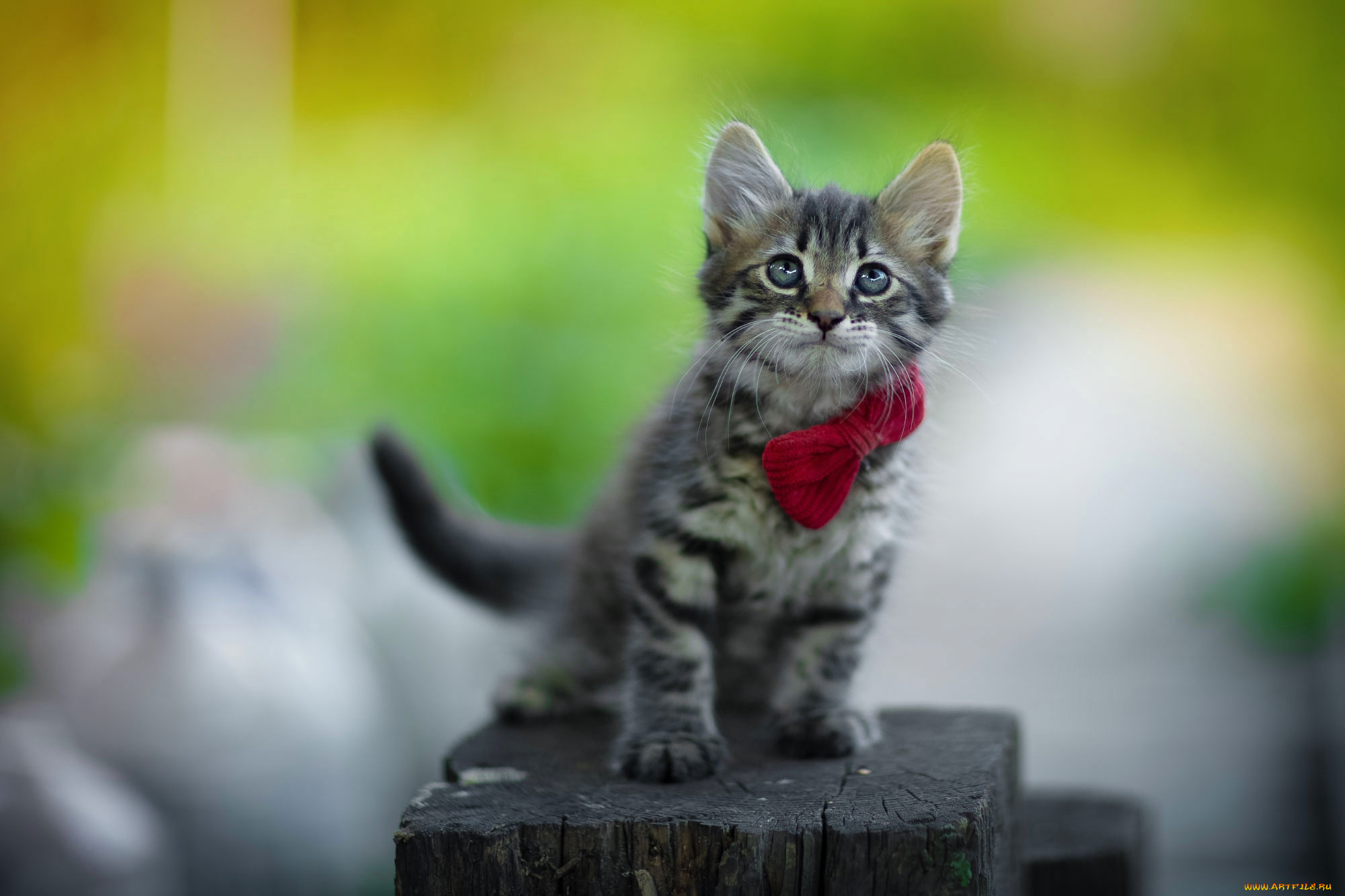 пушистик, животные, коты, котёнок, комочек, шерсти, няшное, существо, да, и, лучший, друг, человека, мур, мяу