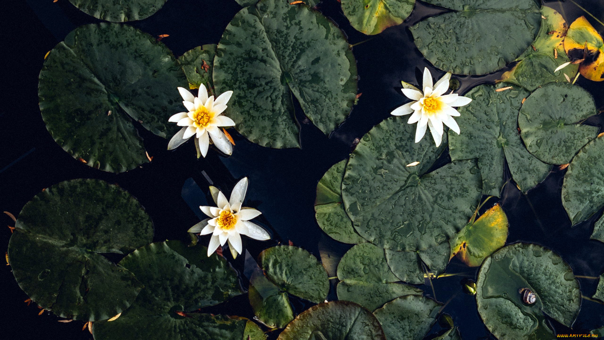 цветы, лилии, водяные, , нимфеи, , кувшинки, вода, лилии, водяные, белые, листья