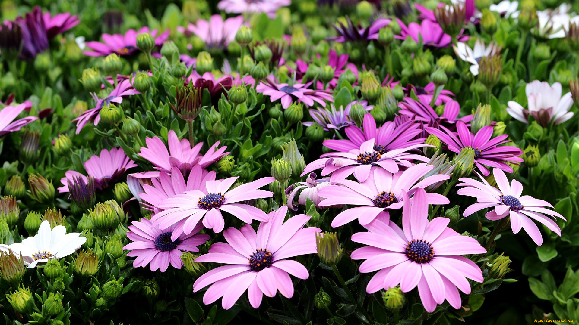 цветы, остеоспермумы, розовый, зеленый