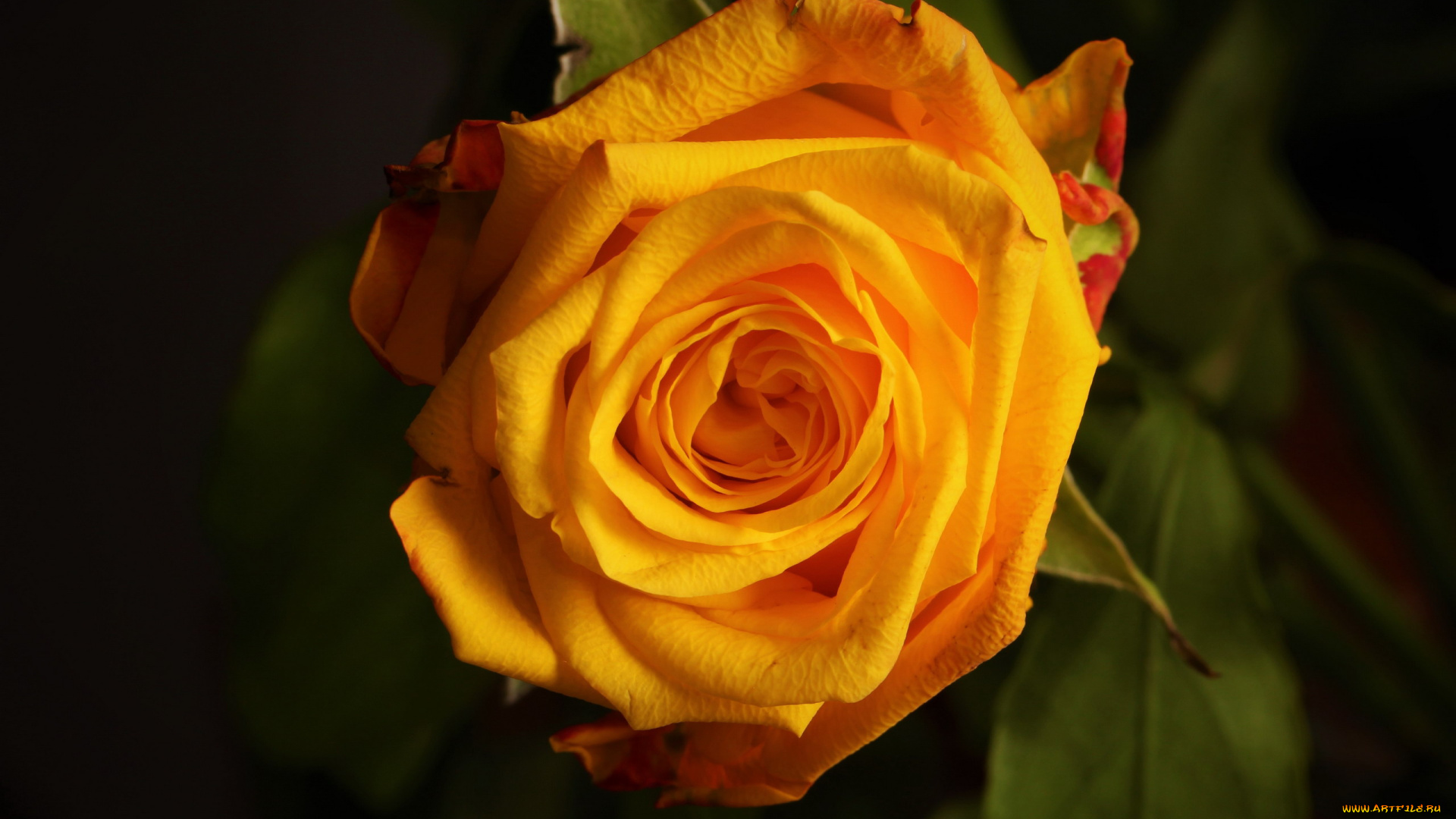 цветы, розы, персиковая, роза, макро