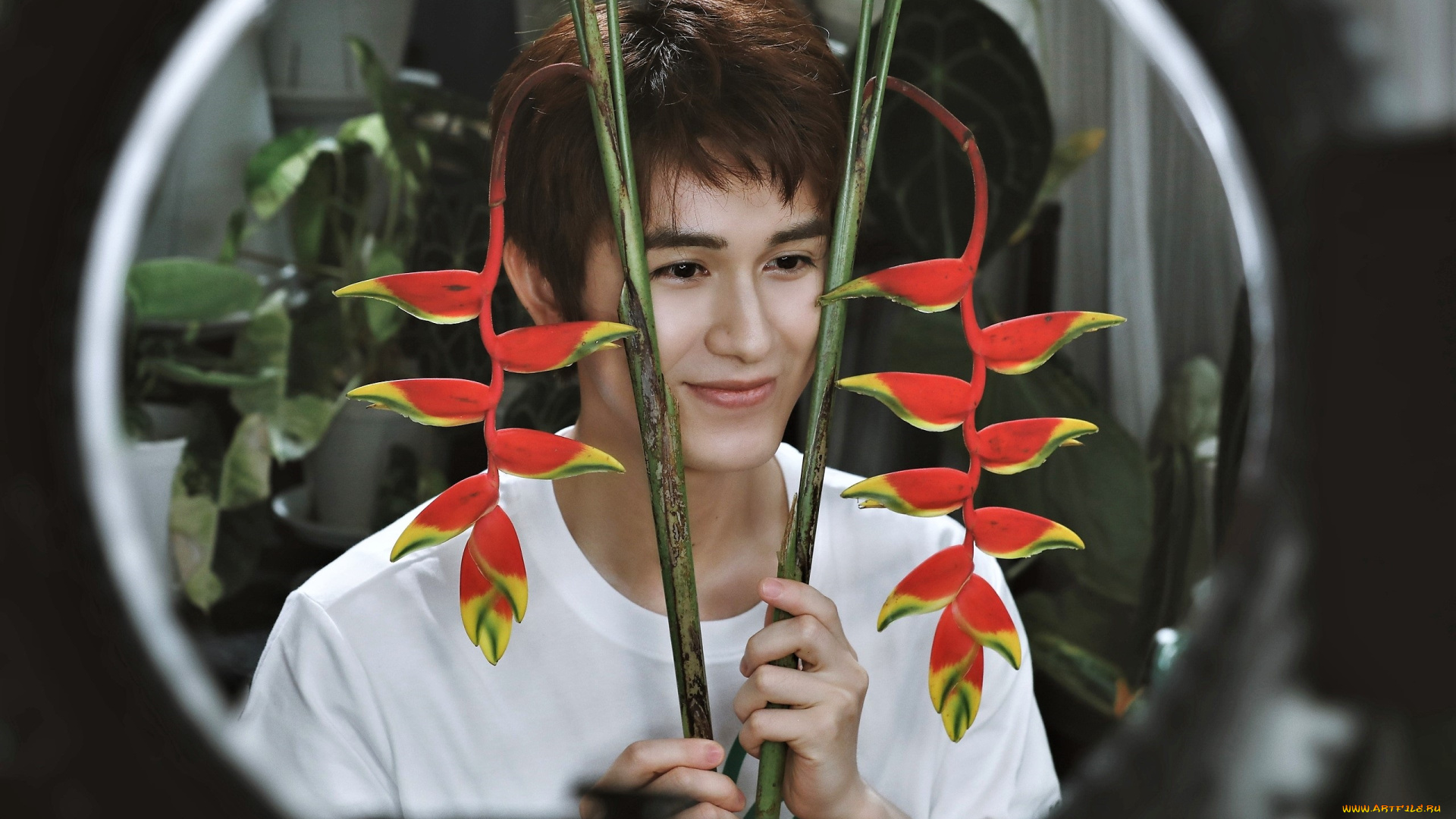 мужчины, zhu, zanjin, актер, цветок