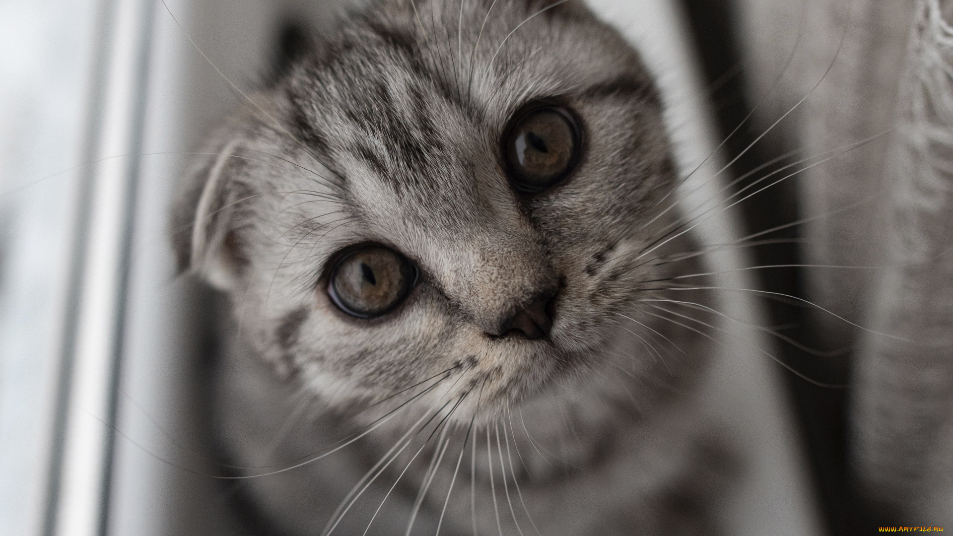 животные, коты, кот, кошка