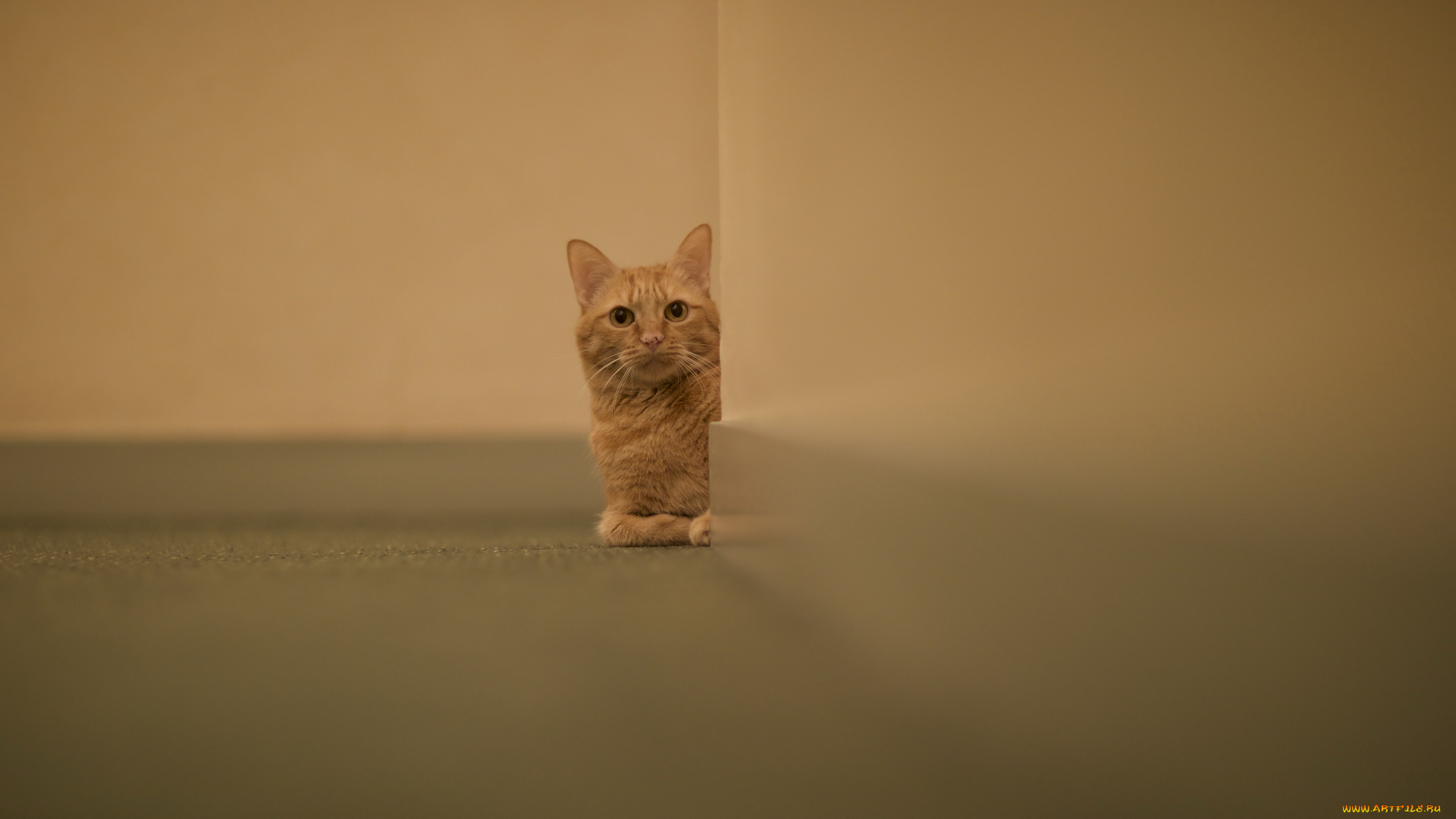 животные, коты, кот, кошка