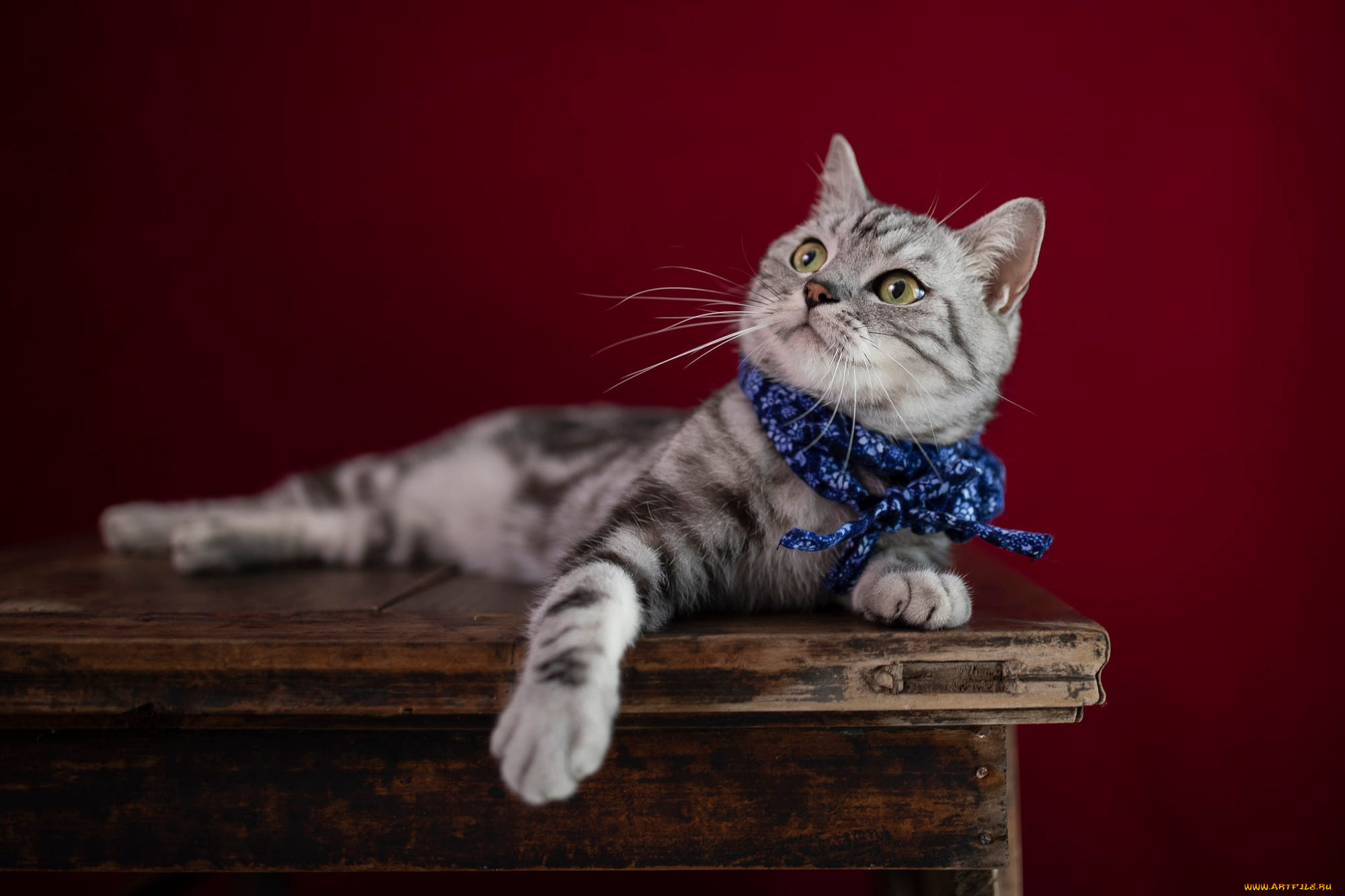 животные, коты, кот, кошка