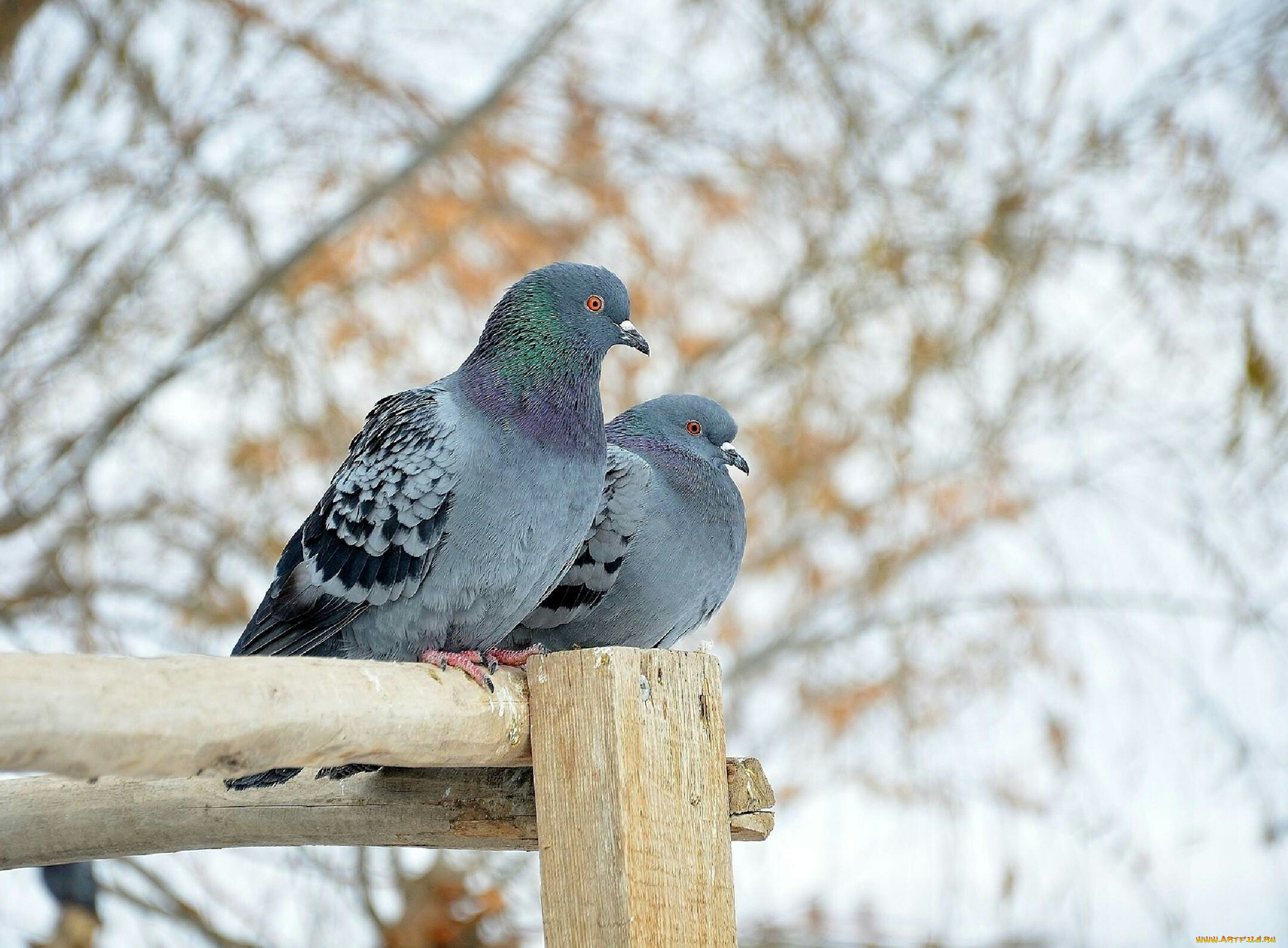 голуби, животные, птицы, зима