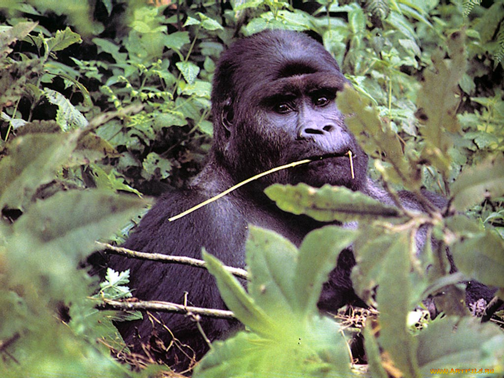 животные, обезьяны