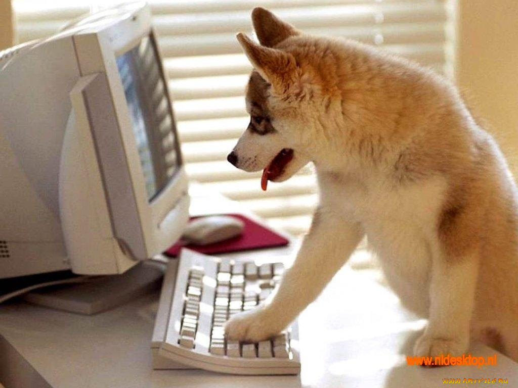 животные, собаки