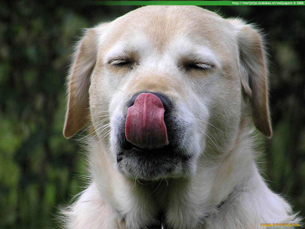 животные, собаки