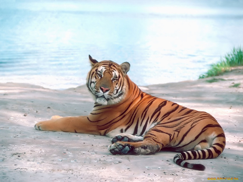 животные, тигры