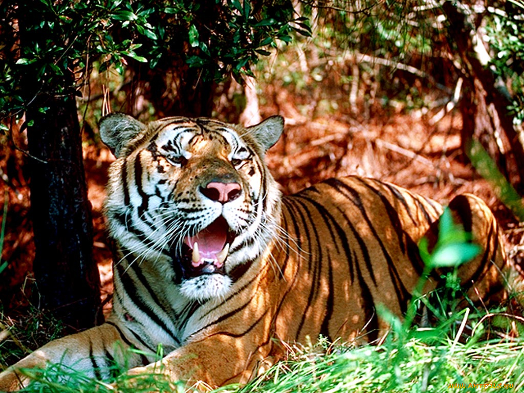животные, тигры
