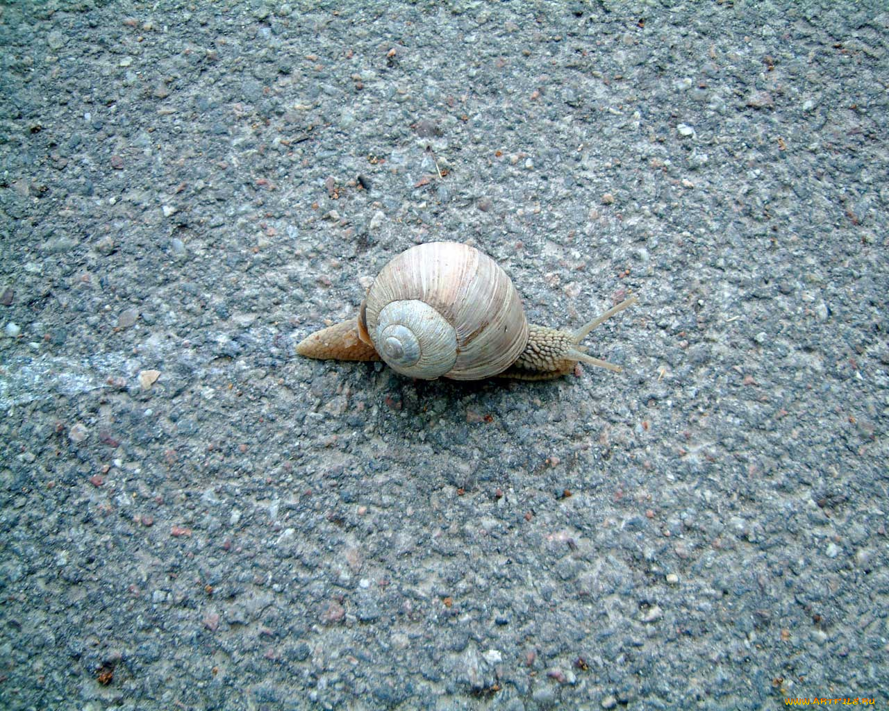 животные, улитки