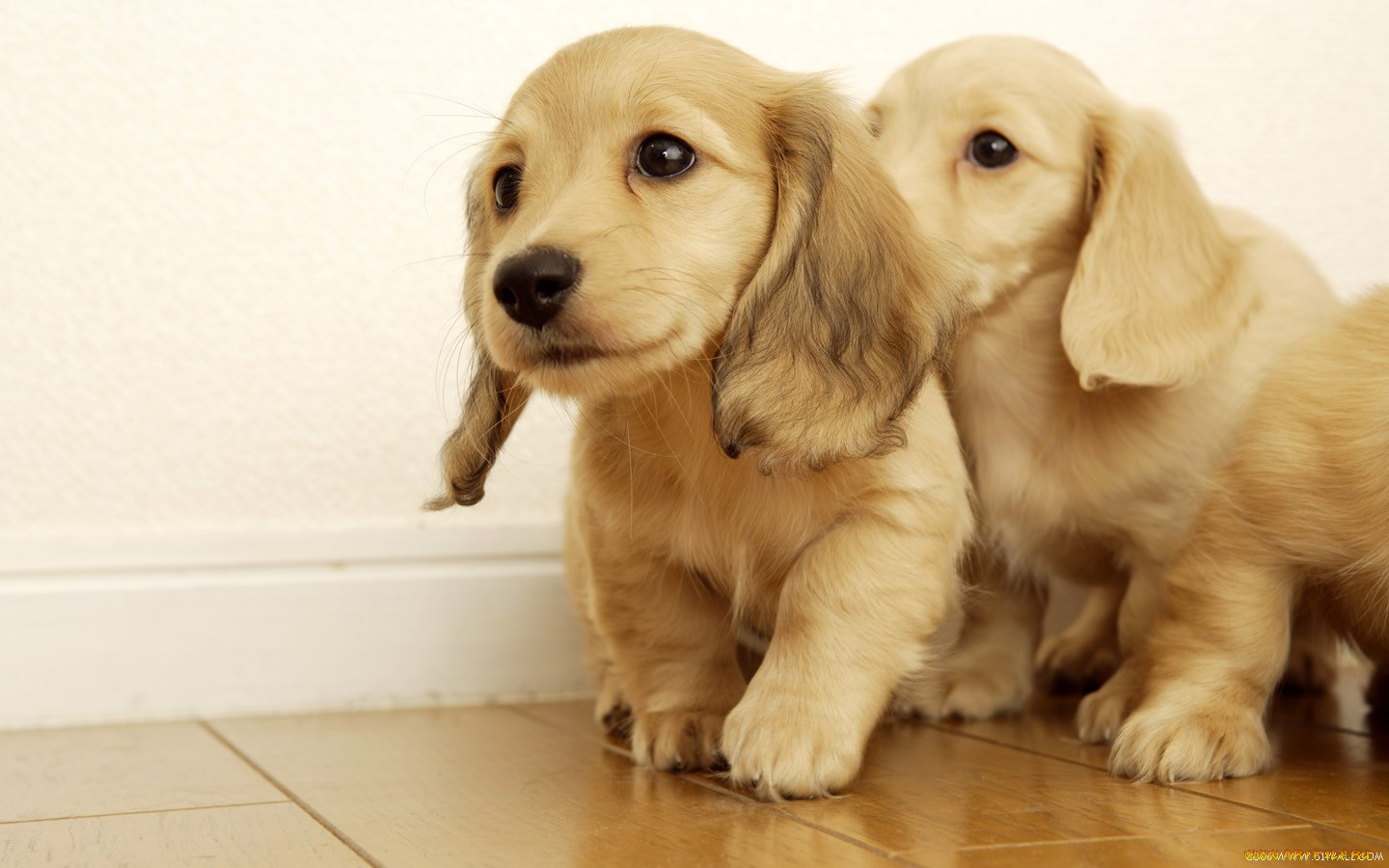 животные, собаки