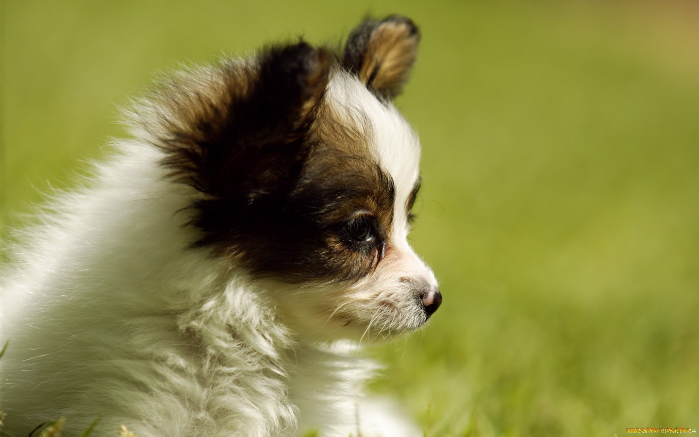 животные, собаки