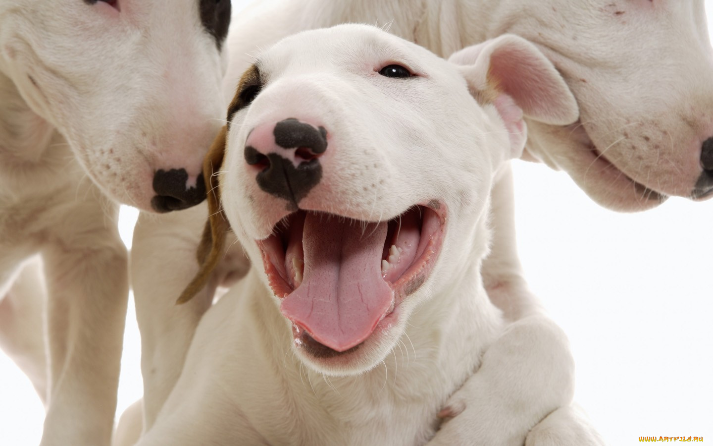 животные, собаки