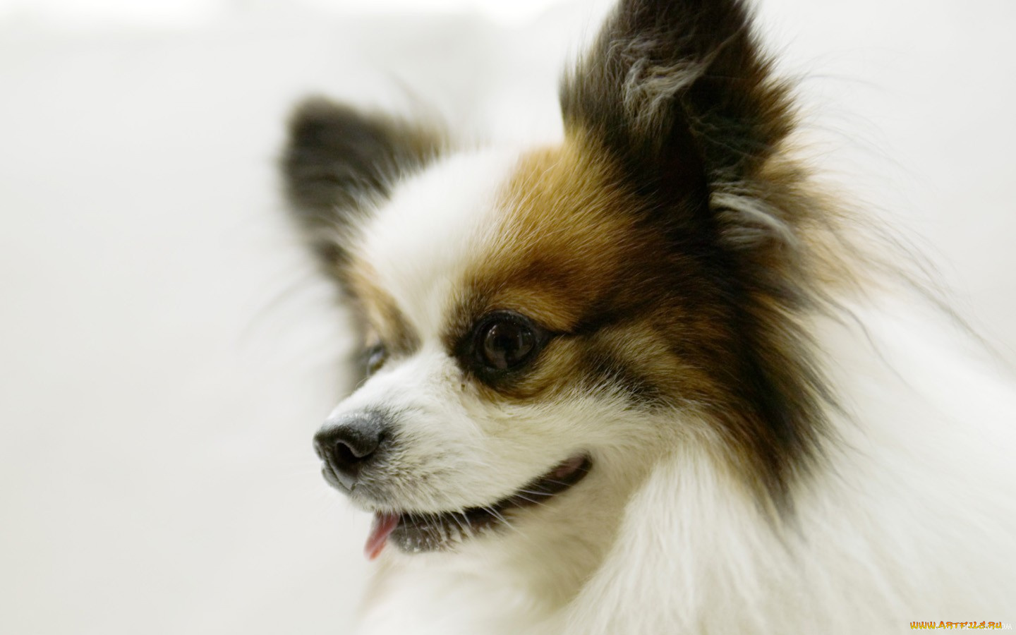 животные, собаки