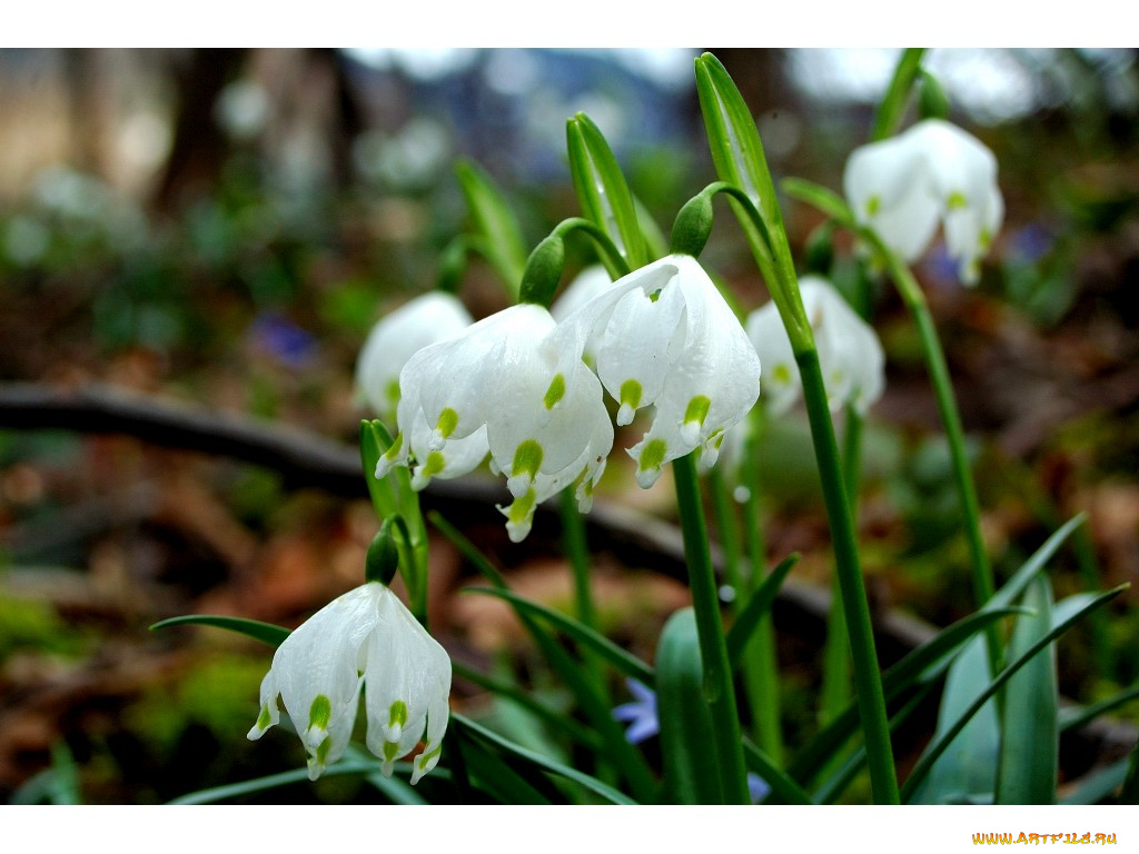 цветы, подснежники, белоцветник
