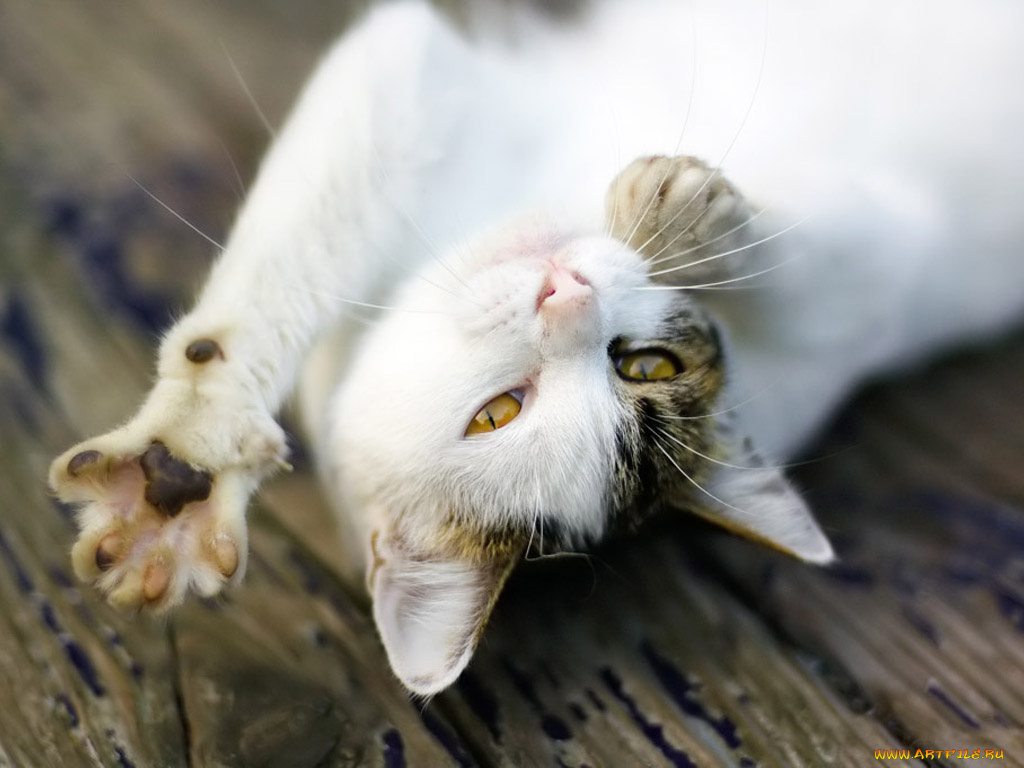 животные, коты