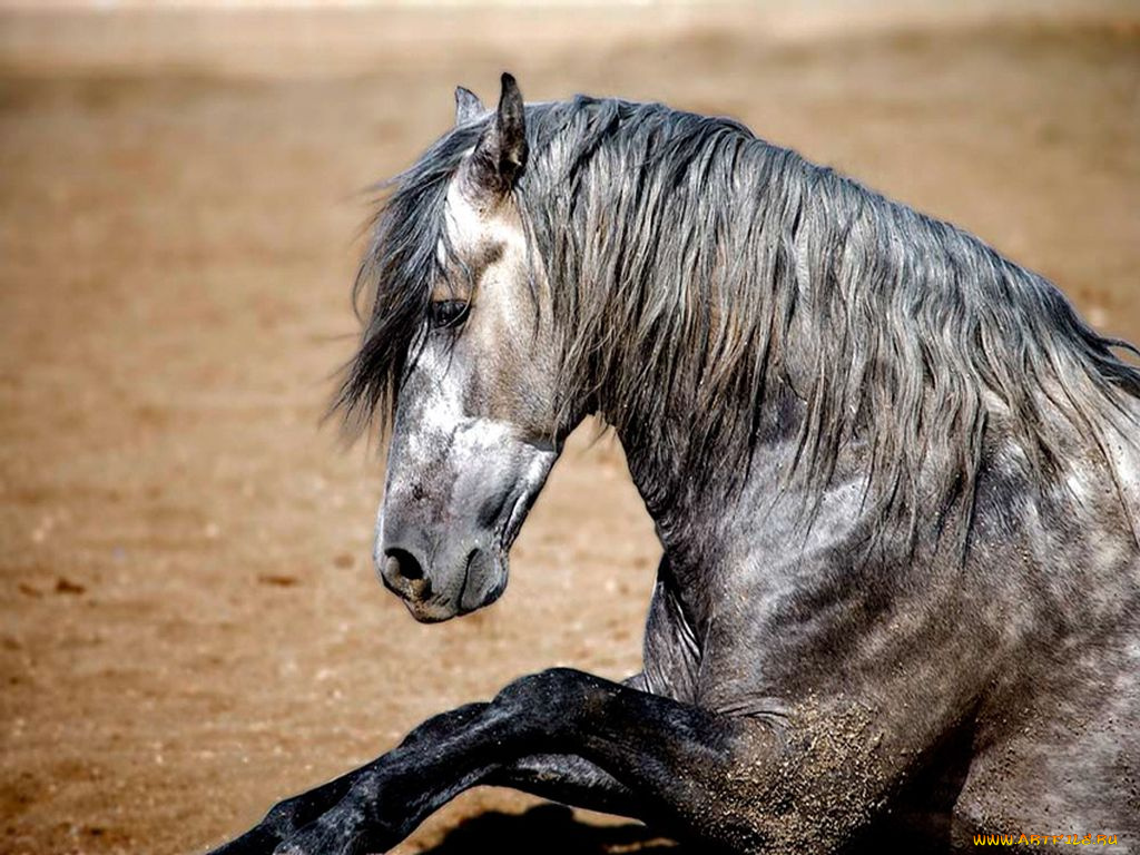 животные, лошади