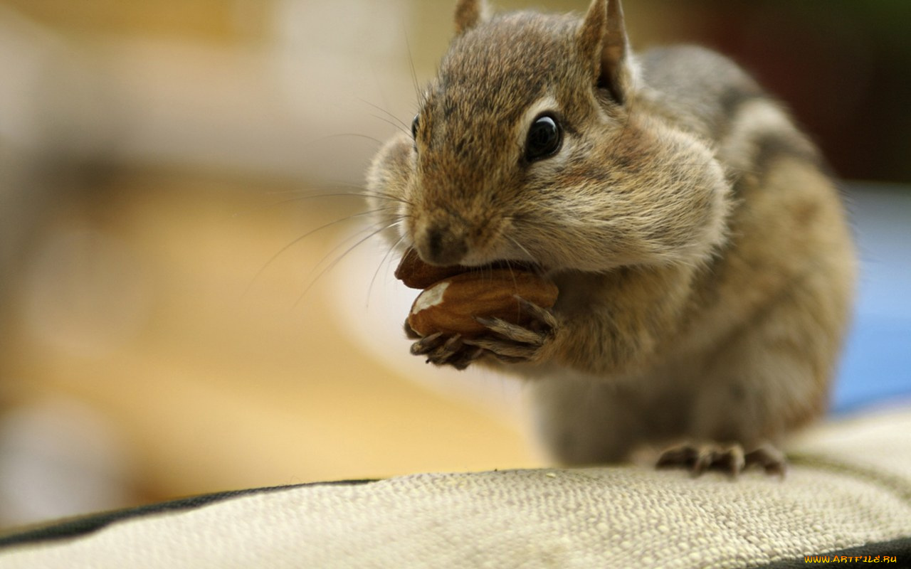 животные, бурундуки