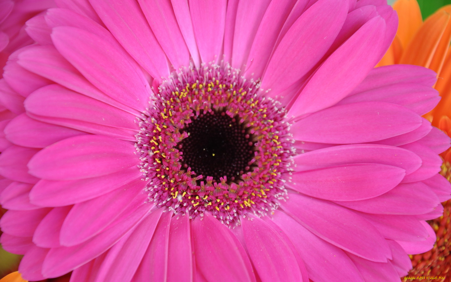 цветы, герберы