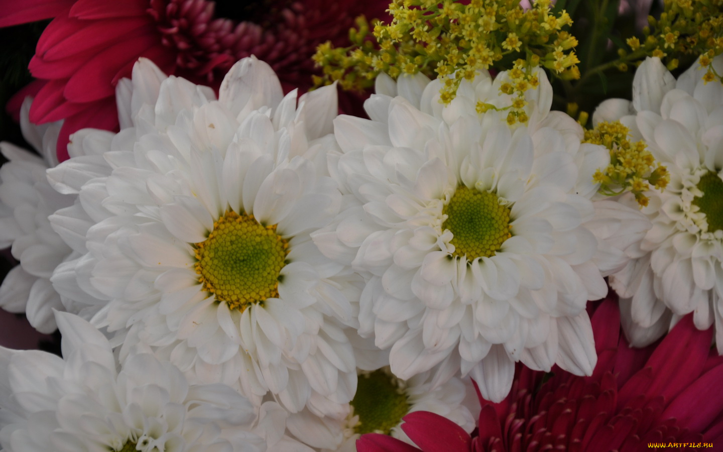 цветы, хризантемы