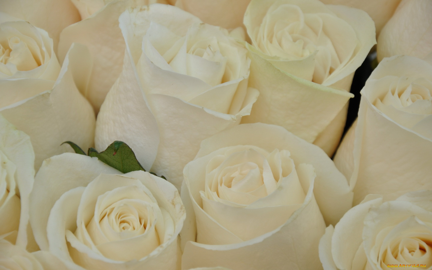 цветы, розы