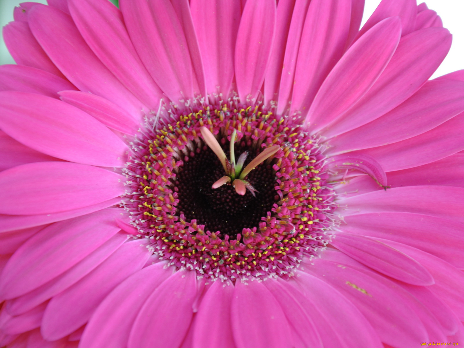 цветы, герберы