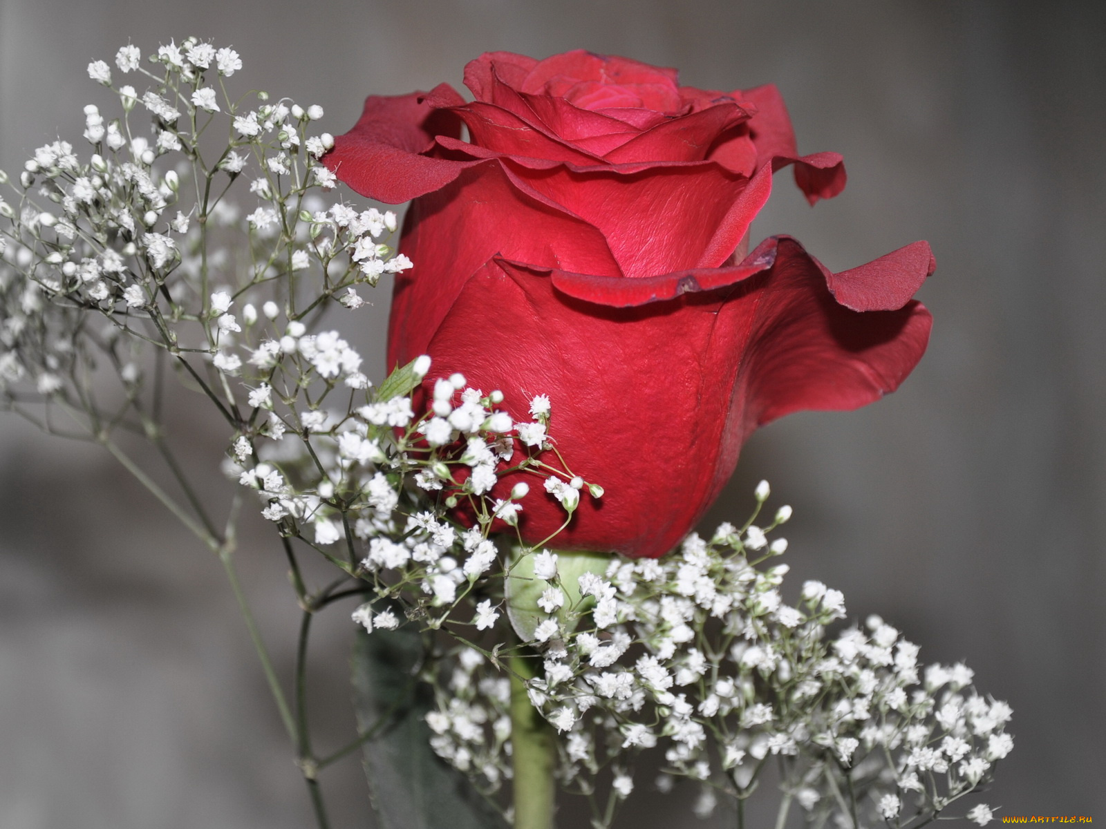 цветы, розы