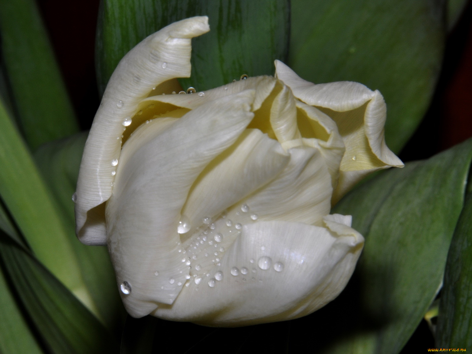 цветы, тюльпаны