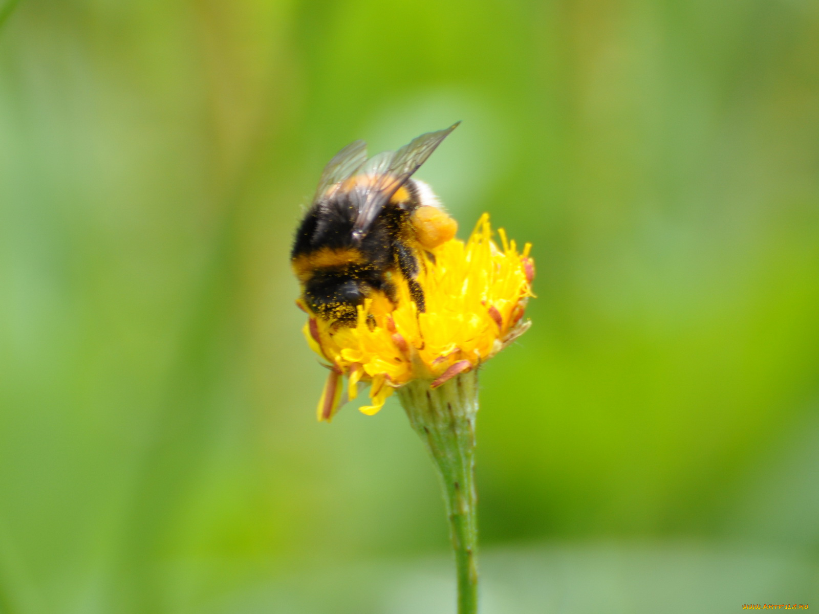 животные, пчелы, осы, шмели