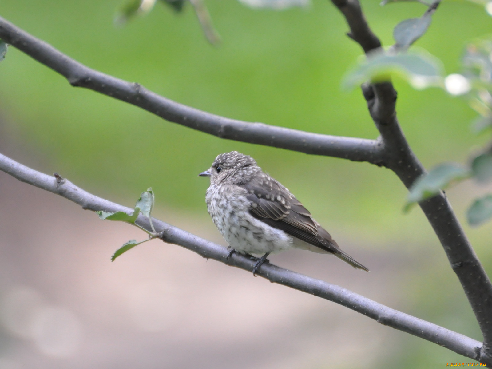 животные, птицы