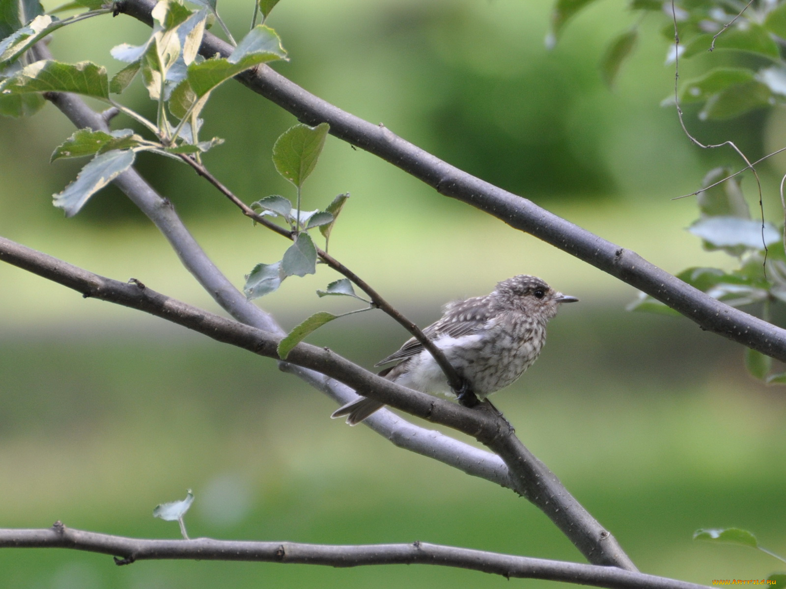 животные, птицы